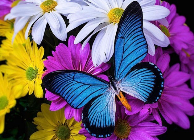 Butterfly Full Drill
