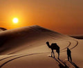 Camel DIY Diamond Painting