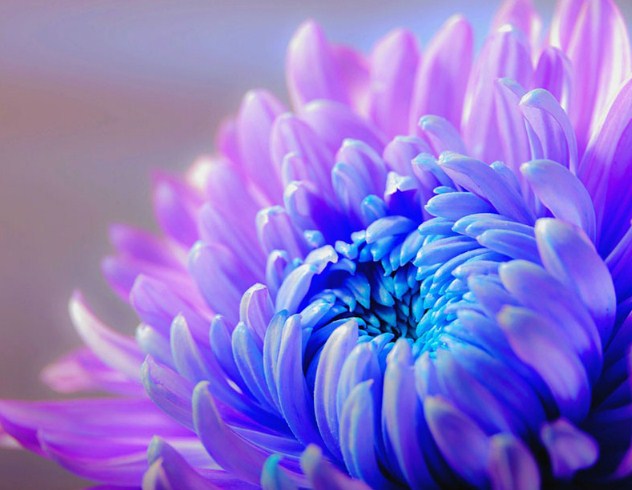 Chrysanthemum Flower Paint by Diamonds