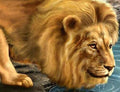 Lion Drinking Water Paint by Diamonds