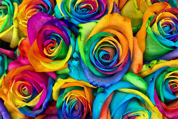 Rainbow Roses